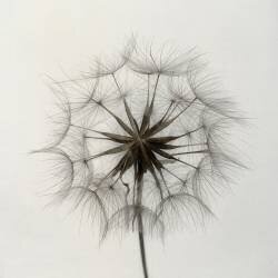 Tragopogon (Lotte Gronkjar) - Muzeo.com