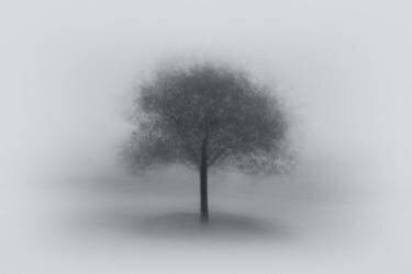 Tree in Fog (Aidong Ning) - Muzeo.com