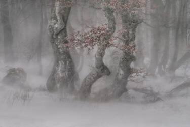 Trees in  the blizzard (Peter Svoboda MQEP) - Muzeo.com