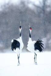 Tsuru (Crane), pair (Katsu Uota) - Muzeo.com