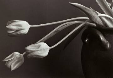 Tulips (Allan Wallberg) - Muzeo.com