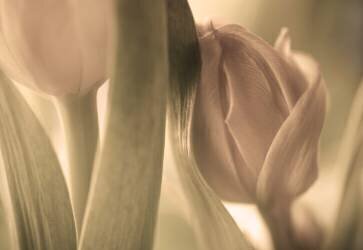 Tulips (Allan Wallberg) - Muzeo.com