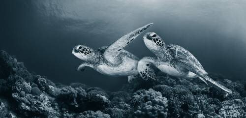 Twin dance (Andrey Narchuk) - Muzeo.com