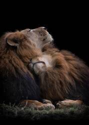 Two lions (Jealousy) - Muzeo.com