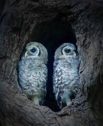 Two Little Guards (Alex Li) - Muzeo.com