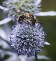 Umbelliferae ragwort on Bull thistle (Michel Rauch) - Muzeo.com