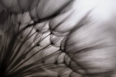 Untitled (Keren Or) - Muzeo.com
