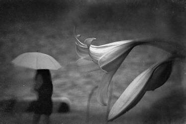 Untitled (Teruhiko Tsuchida) - Muzeo.com