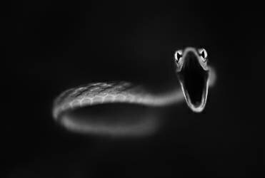 Vine Snake Strike (Thomas Haney) - Muzeo.com