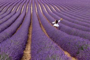 Violet (Massimo Della Latta) - Muzeo.com