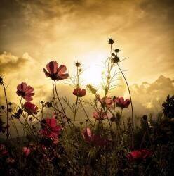 Watching the Sun (Christian Marcel) - Muzeo.com