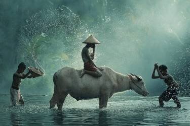 Water Buffalo (Vichaya) - Muzeo.com