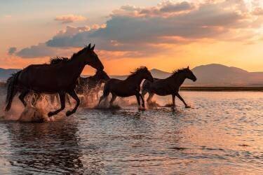 Water horses (Barkan Tekdogan) - Muzeo.com