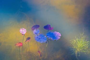 Water life (Bernardine de Laat) - Muzeo.com