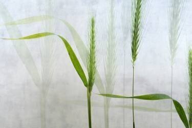 Wavy green (Greetje van Son) - Muzeo.com