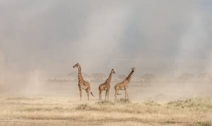 Weathering the Amboseli Dust Devils (Jeffrey C. Sink) - Muzeo.com