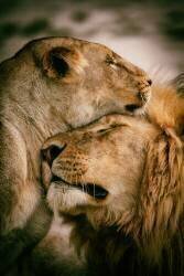 What is love (Mohammed Alnaser) - Muzeo.com