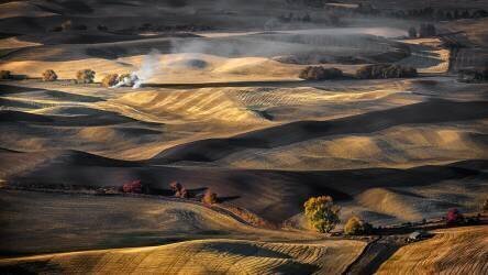 Wheat Field (Anna Zhang) - Muzeo.com