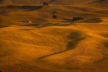 Wheat Field in Sunset (David Wang) - Muzeo.com