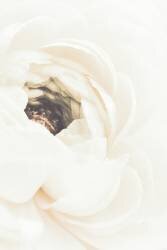 White Flower 1 (1x Studio III) - Muzeo.com