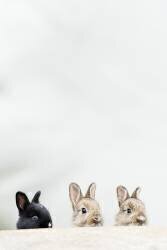 Wild and domestic rabbits (Christoph Ruisz) - Muzeo.com