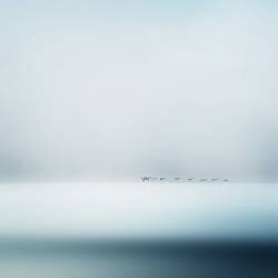Wild geese (Piet Flour) - Muzeo.com
