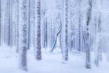 Winter forest (Stephanie Kleimann) - Muzeo.com