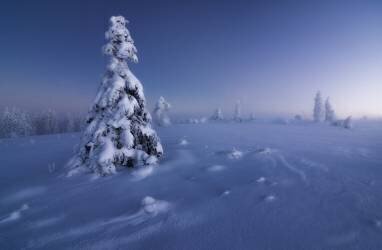 Winter is back (Fabian Muller) - Muzeo.com