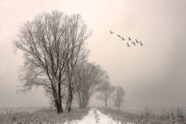 Winterlight (Lou Urlings) - Muzeo.com
