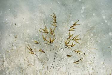 Wintertime (Nel Talen) - Muzeo.com
