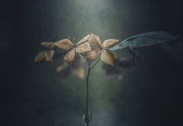 Withe hydrangea (Takashi Suzuki) - Muzeo.com
