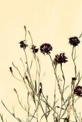 Withered flowers (1x Studio III) - Muzeo.com