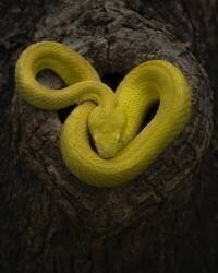 Yellow (Tantoyensen) - Muzeo.com