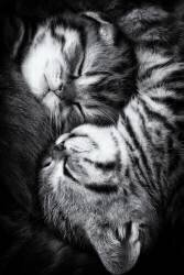 Yin and Yang (Andrea Jancova) - Muzeo.com
