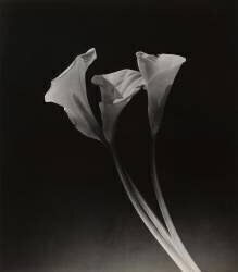 Arums (Dora Maar) - Muzeo.com