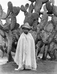 Boy in Front of a Cactus (Tina Modotti) - Muzeo.com