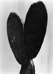 Cactus (Tina Modotti) - Muzeo.com