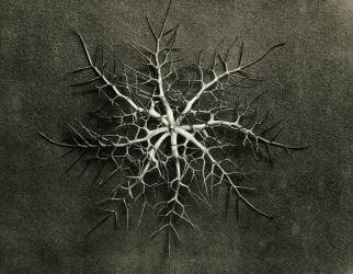 Capsule de Nigelle de Damas (Karl Blossfeldt) - Muzeo.com
