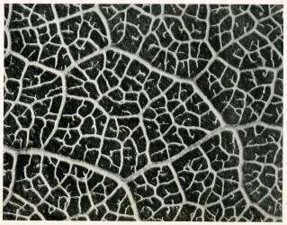 Columbia Blatt (Karl Blossfeldt) - Muzeo.com