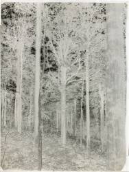 Forêt (anonyme) - Muzeo.com