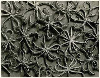 Koelpinia Linearis (Karl Blossfeldt) - Muzeo.com