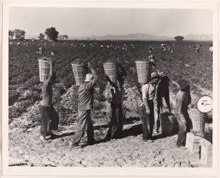 Les cueilleurs de pois s'alignent sur le bord du champ à l'échelle de pesée, près de Calipatria, Imperial Valley, Californie, février (Dorothea Lange) - Muzeo.com