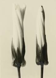 Liseron des Haies (Karl Blossfeldt) - Muzeo.com
