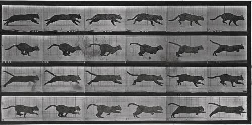 Album sur la décomposition du mouvement: chat (Eadweard Muybridge) - Muzeo.com