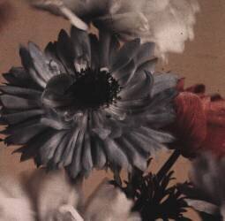 Anemones (Arthur E. Morton) - Muzeo.com