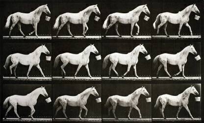 Animal Locomotion : Cheval marchant avec un seau (Eadweard Muybridge) - Muzeo.com