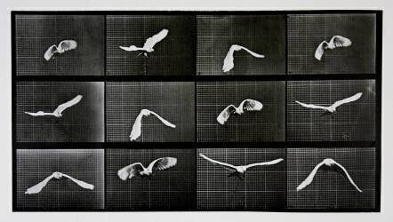 Animal Locomotion : Oiseau en vol (Eadweard Muybridge) - Muzeo.com