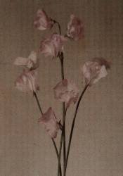 Countess Spencer sweet pea. (H. M. Burton) - Muzeo.com