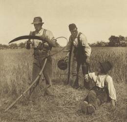Dans l'affaire Barley-Harvest (Peter Henry Emerson) - Muzeo.com