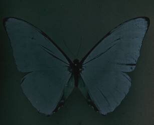 Cyprès Morpho du Brésil (Arthur E. Morton) - Muzeo.com